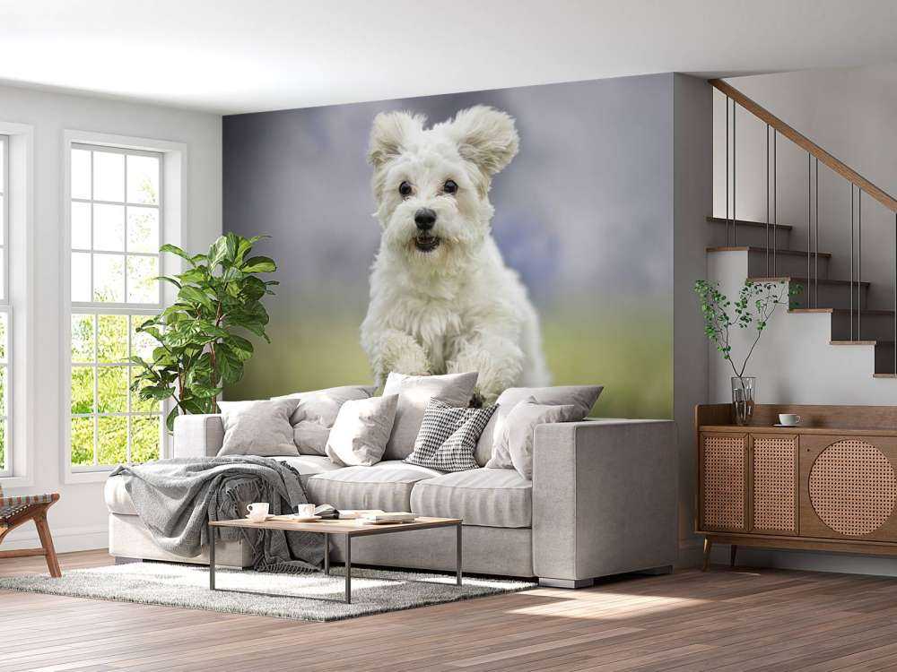 Rennende hond