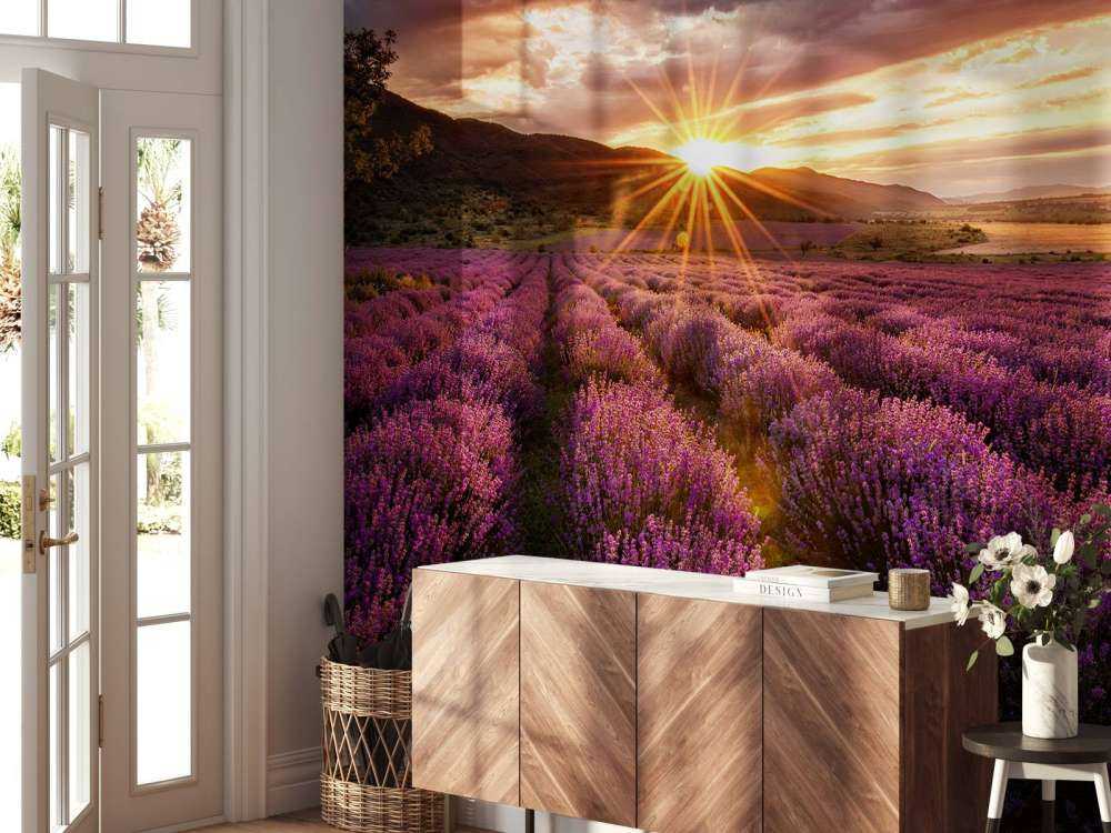 Lavendel onder de zon