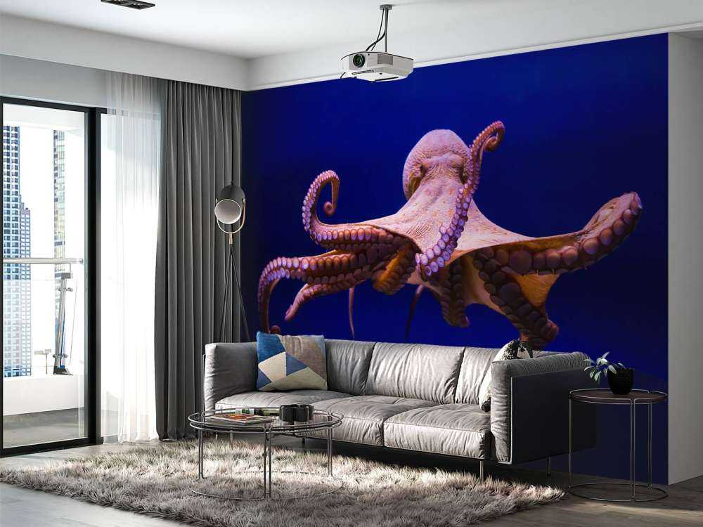Octopus