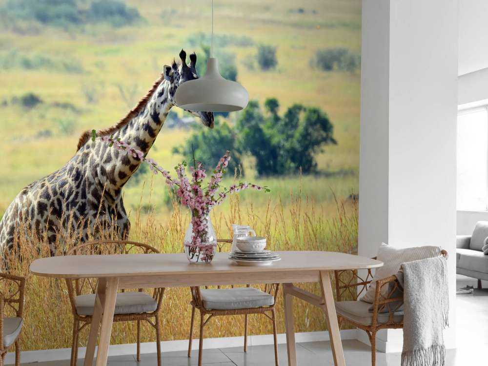 Lichte Giraffe in de natuur