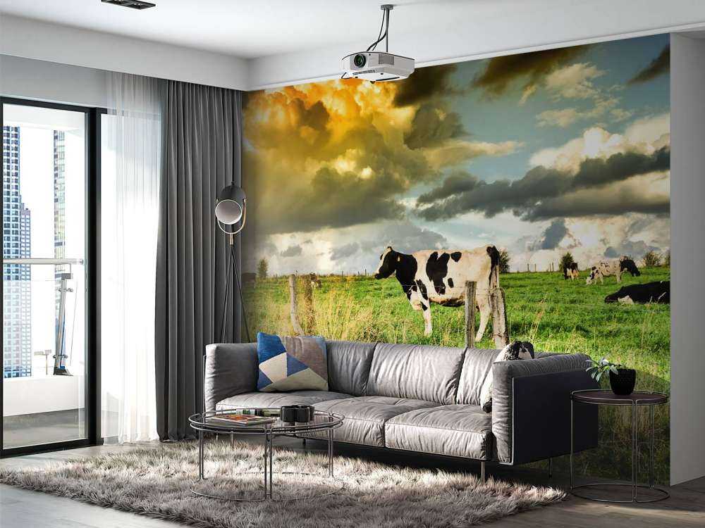 Koe tijdens zonsondergang