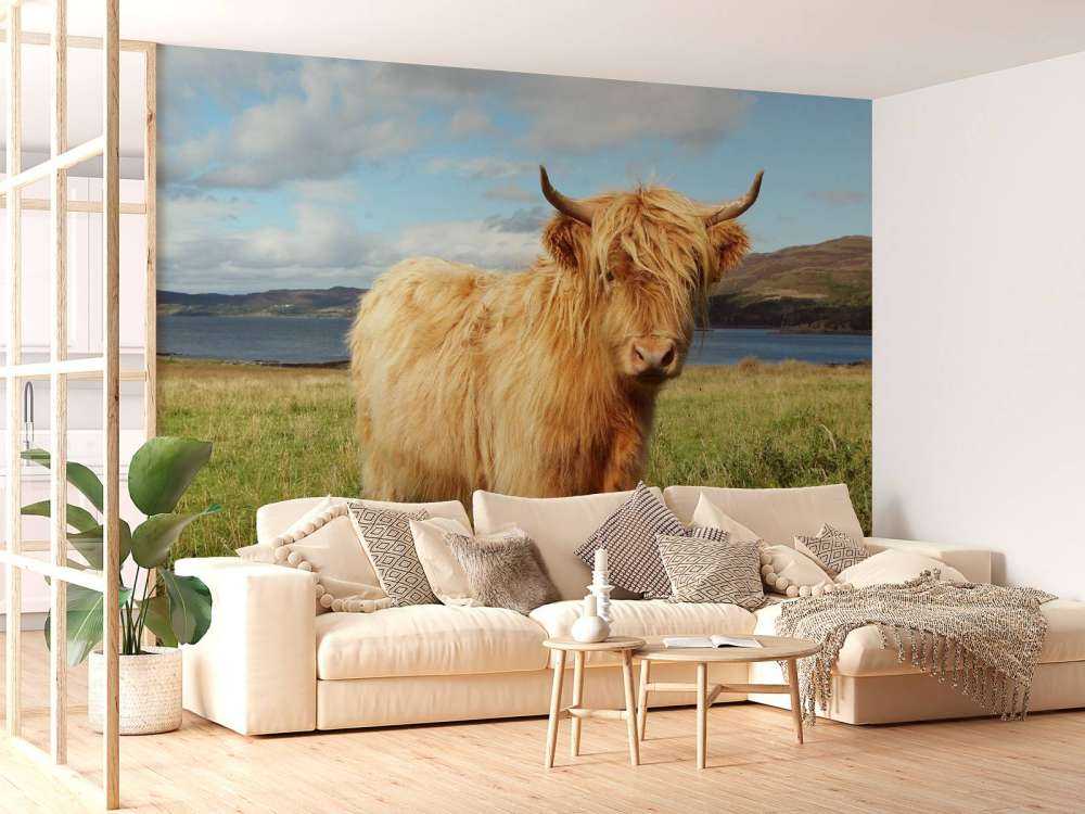 Schotse Hooglander in de natuur