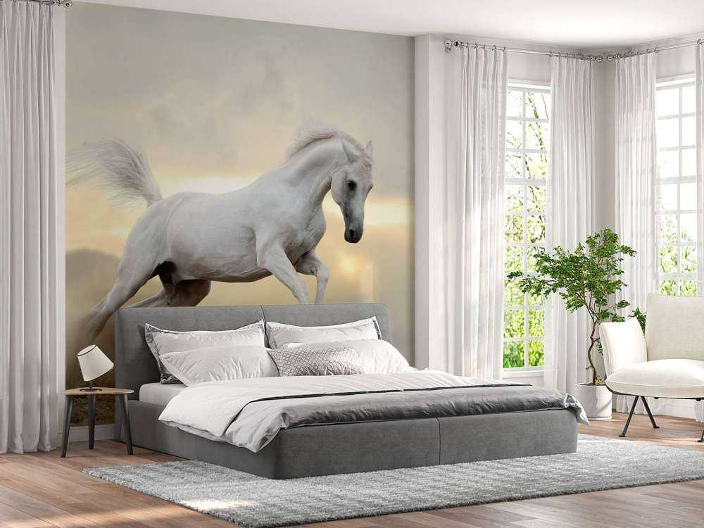 Arabische Hengst in het stof