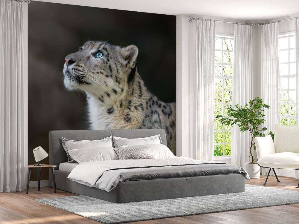 Sneeuwpanter met blauwe ogen