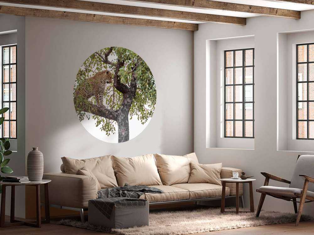 Luipaard in Kruger National Park