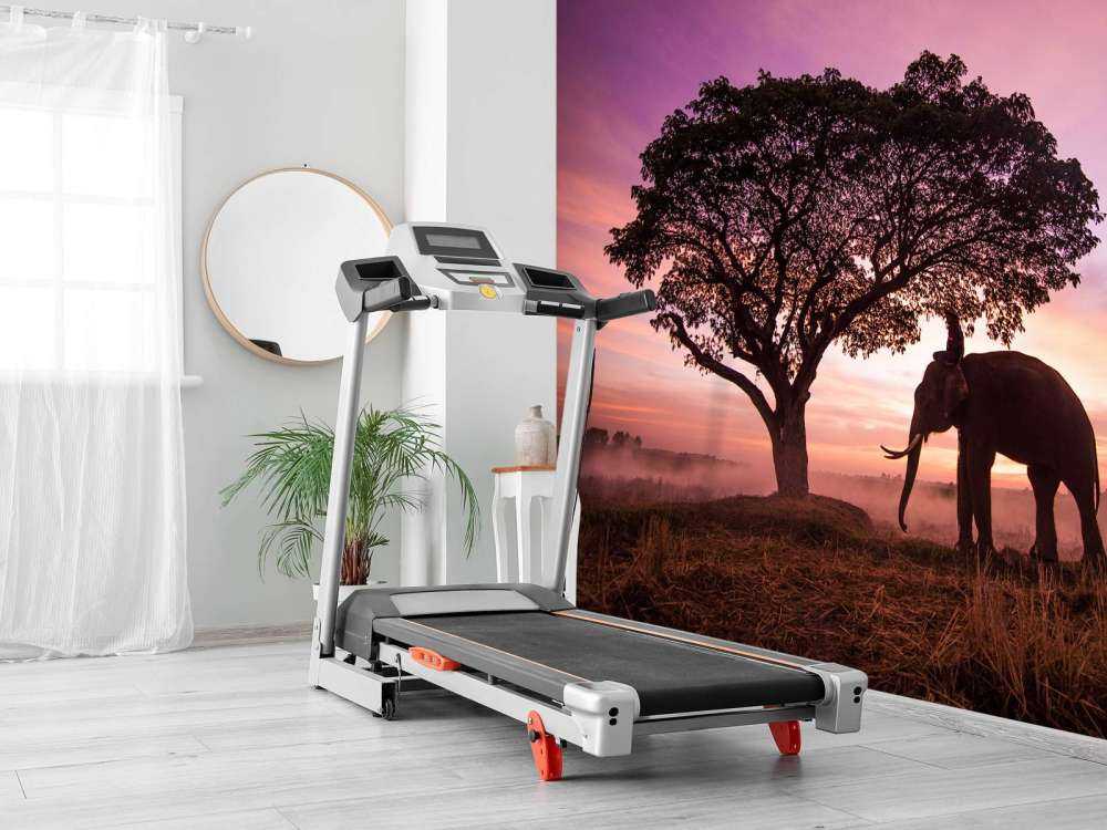 Olifant bij een unieke zonsondergang