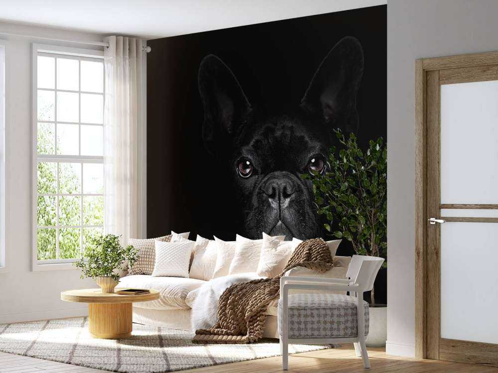 Schattige bulldog met een zwarte achtergrond