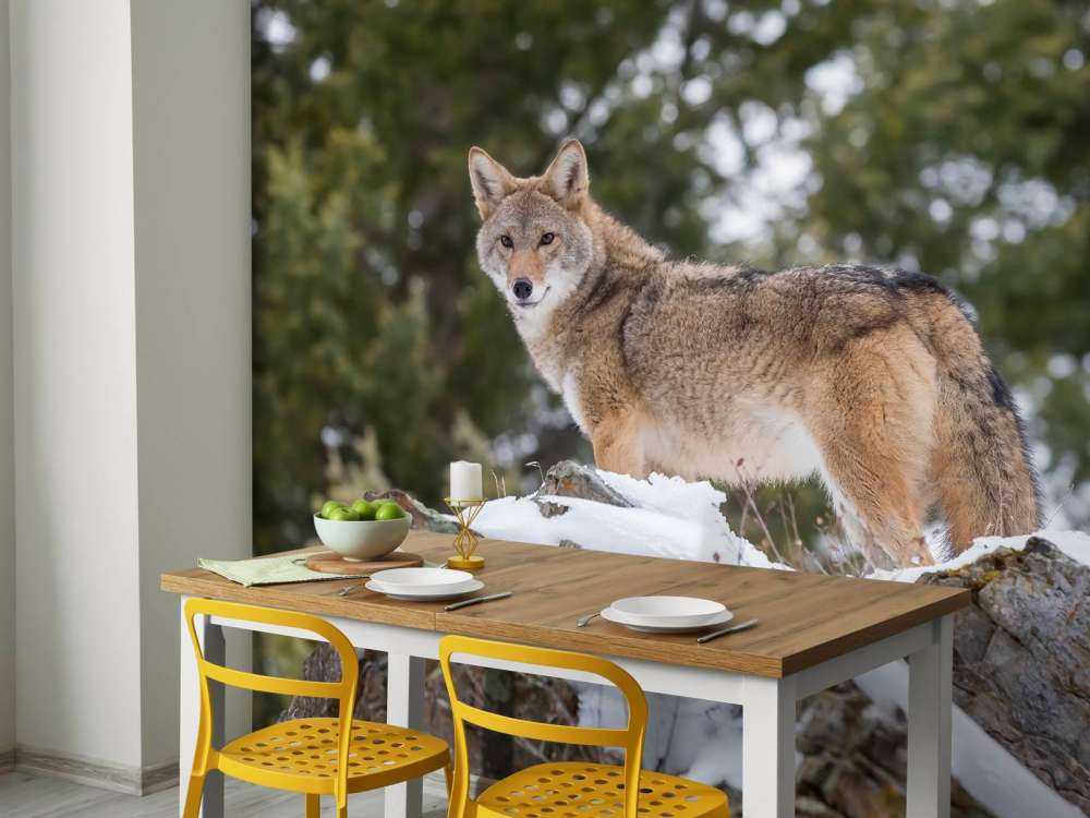 Een coyote in de winter