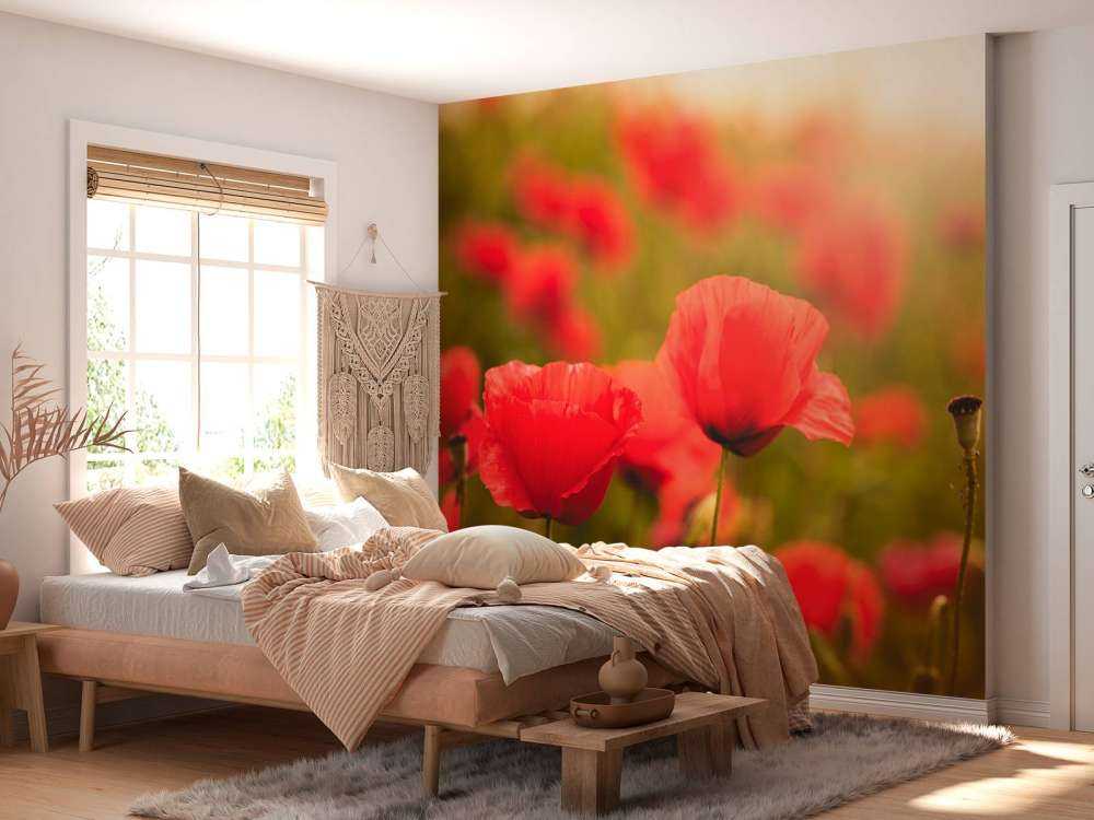 Klaprozen bij zonsopkomst