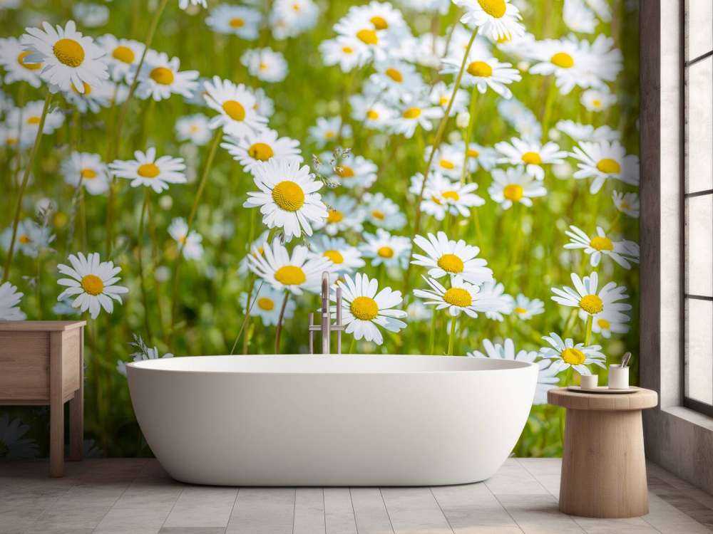 Madeliefjes in een veld