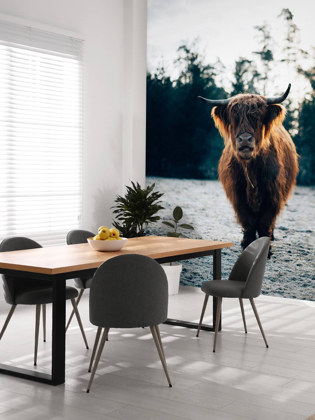 Schotse hooglander in de ochtendzon