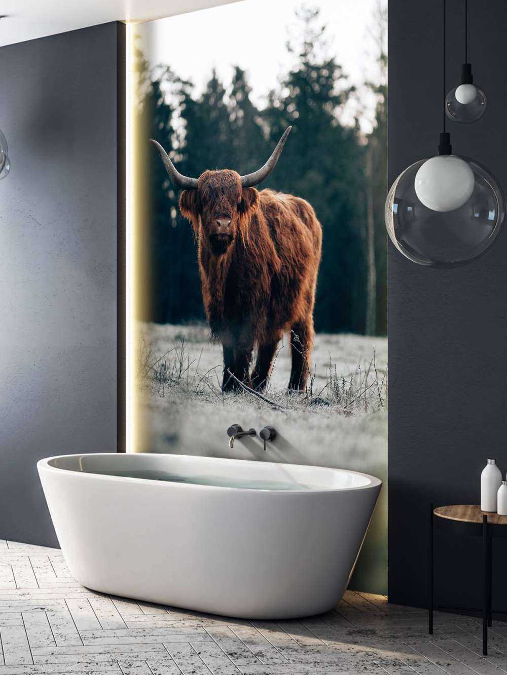 Oude schotse hooglander