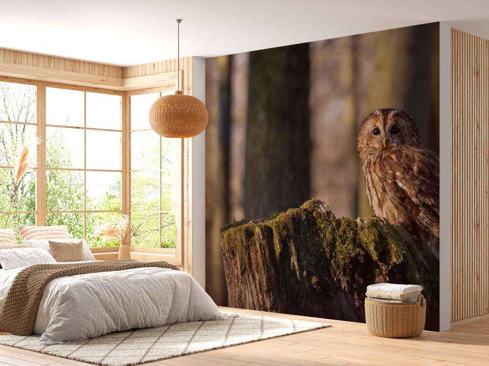 Uiltje op een afgebroken boom