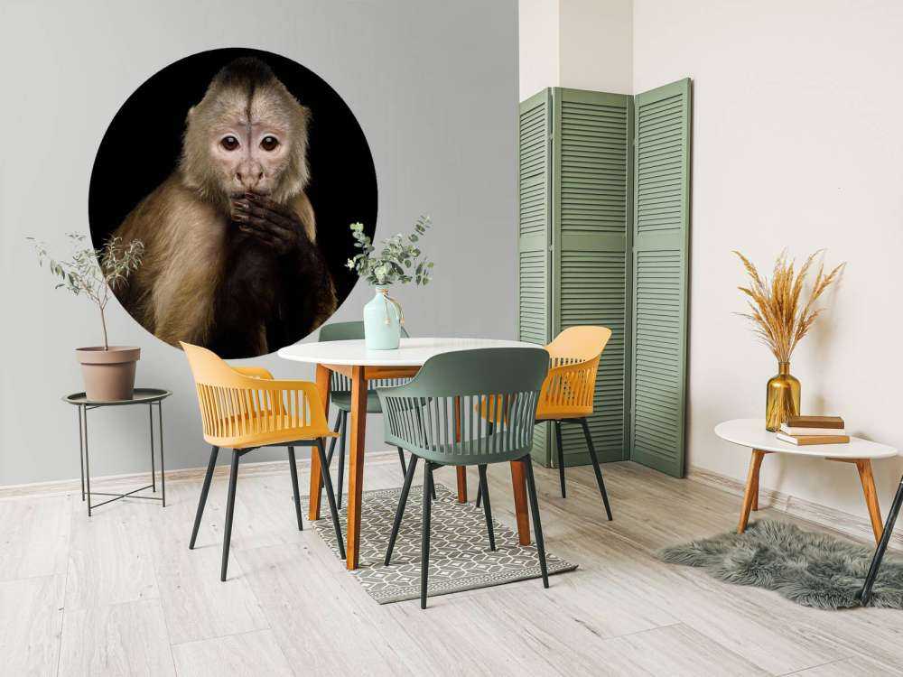 Kapucijnaap met een zwarte achtergrond