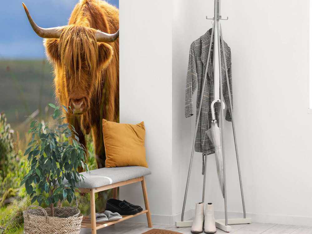 Hooglander in de weide