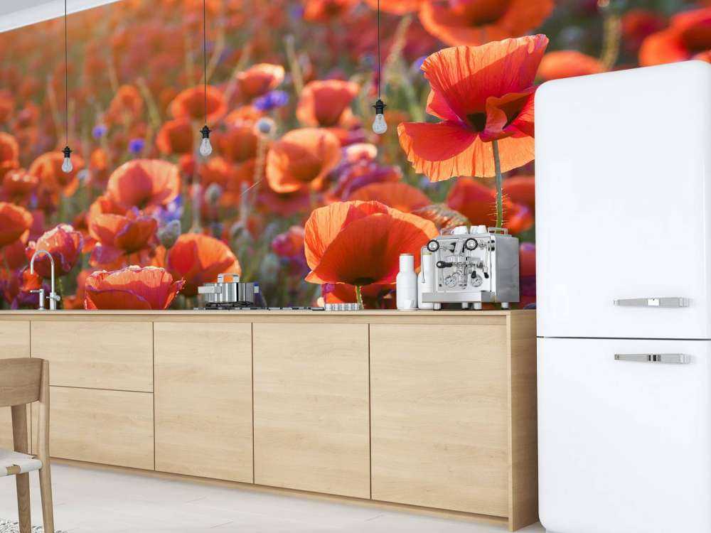 Klaprozen in het avondlicht