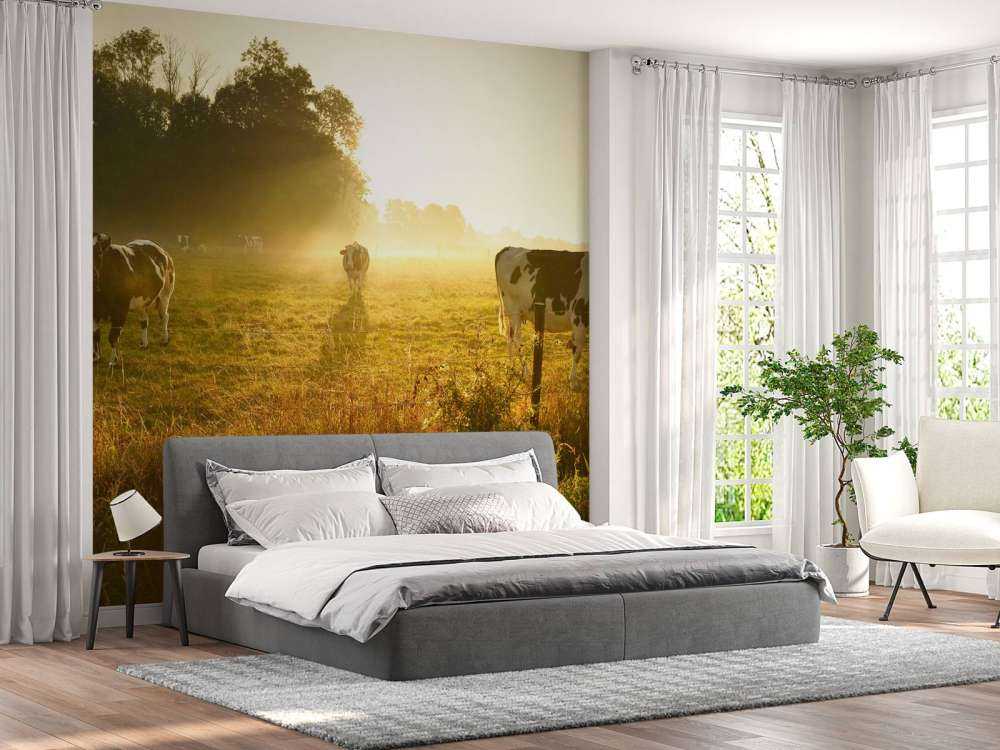 Koe tijdens zonsopkomst