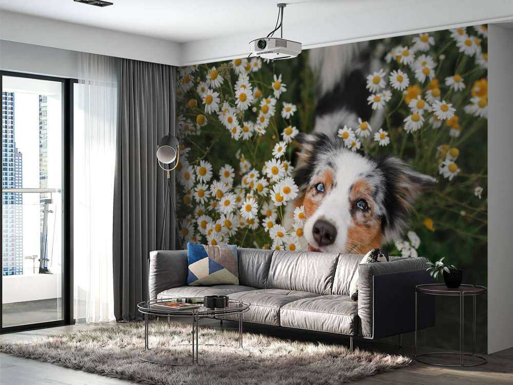 Australische herder tussen de bloemen
