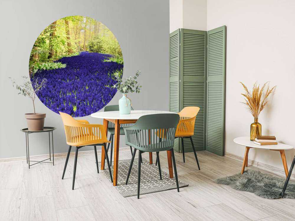 Paarse muscari in de Keukenhof tuinen