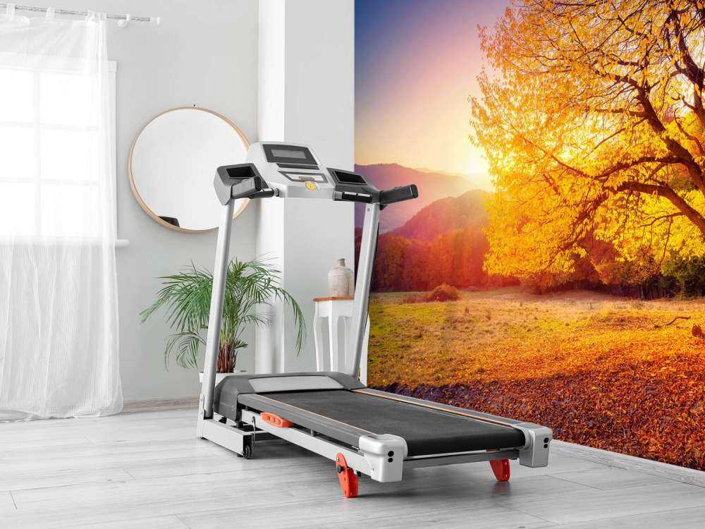 Prachtige beukenboom in de herfst