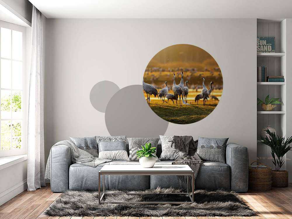 Kraanvogels in de ochtend