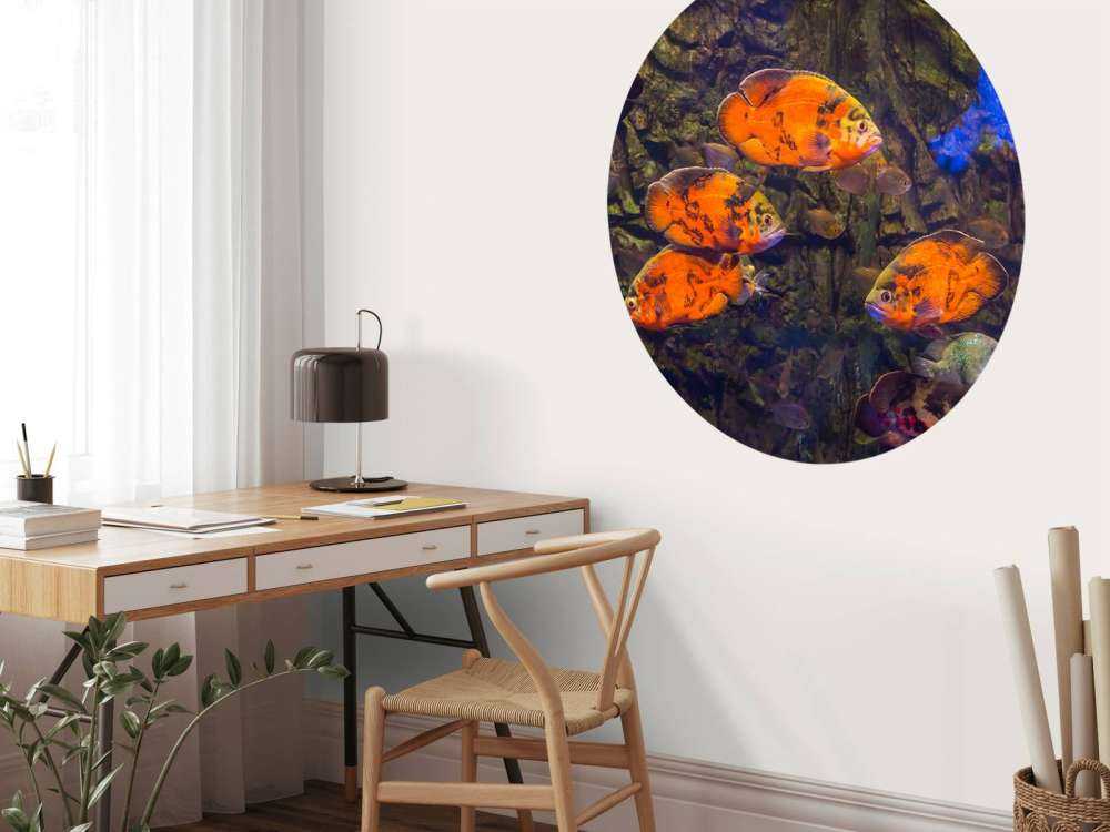 Tropische vissen en algen