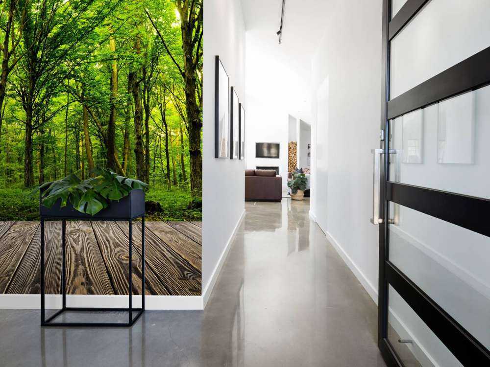 Zomers bos met doorkomend daglicht