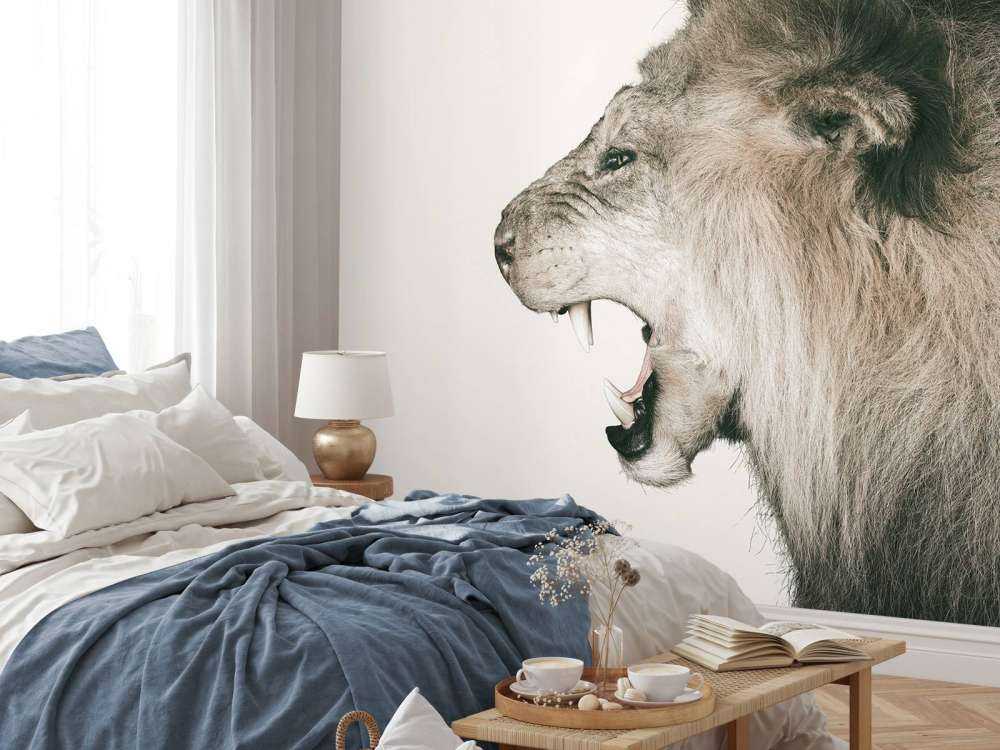 Roaring lion offwhite