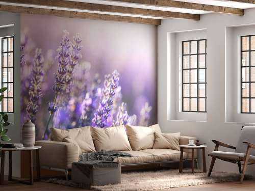 Dromerig lavendel