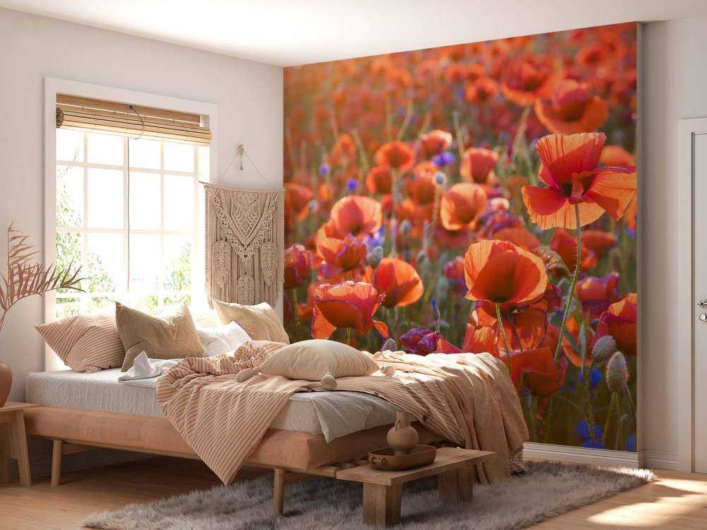 Klaprozen in het avondlicht