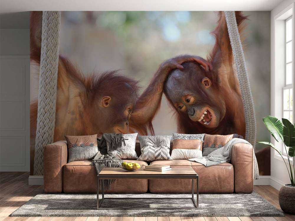 Baby orang oetans