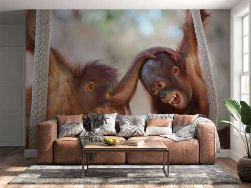 Baby orang oetans