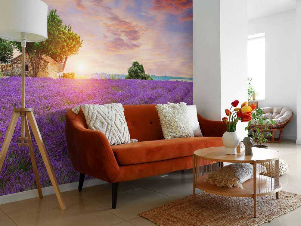 Lavendelveld tijdens zonsopkomst