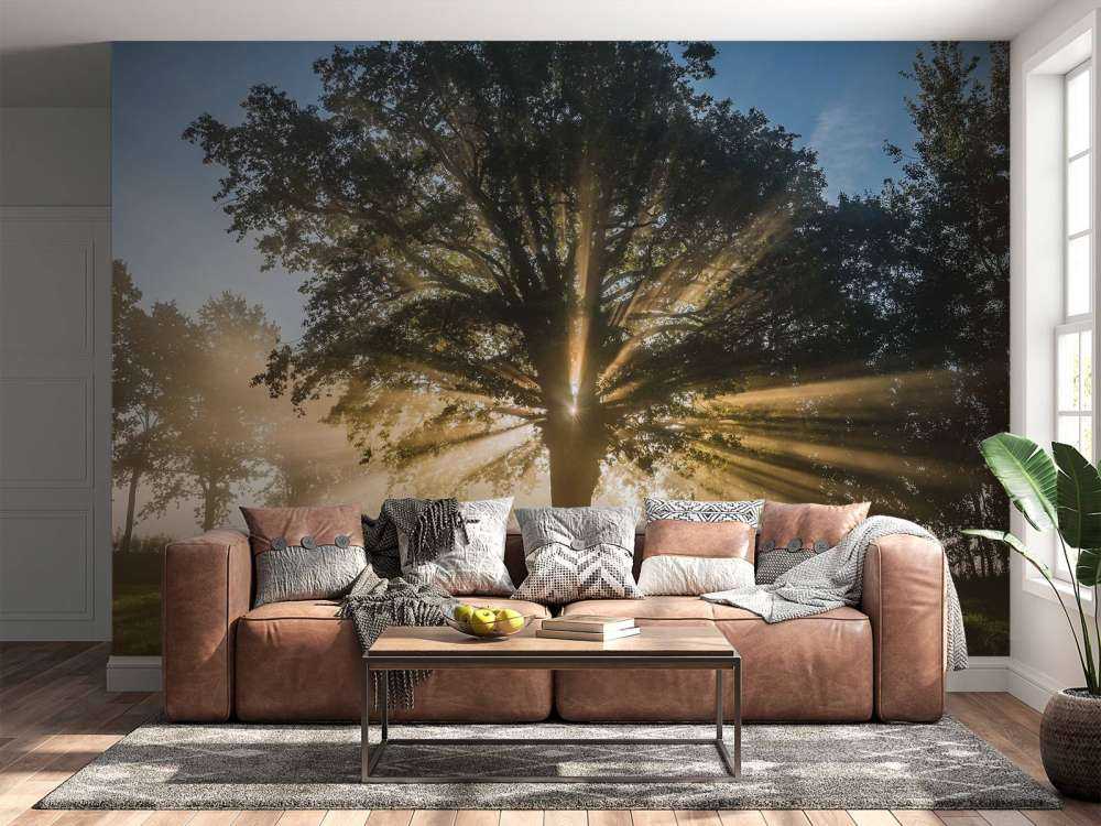 Zonnestralen door de Oude Eik