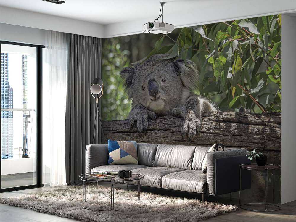 Schattige koala