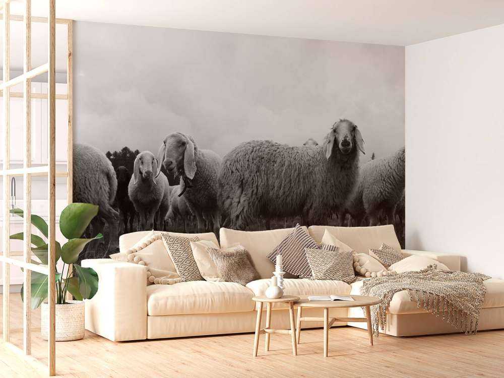 Kudde schapen in zwart-wit