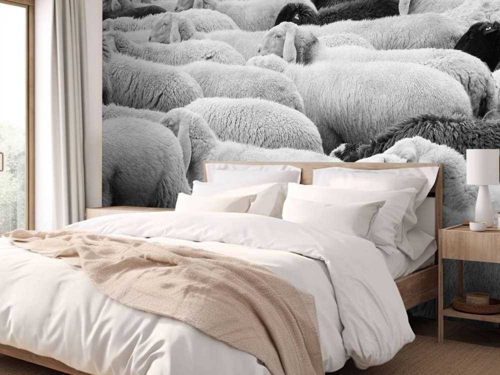 Zwart en witte schapen