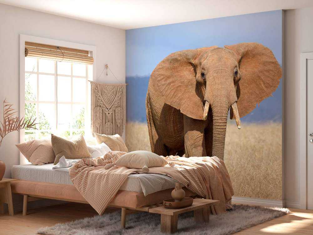 Grote olifant in hoog gras