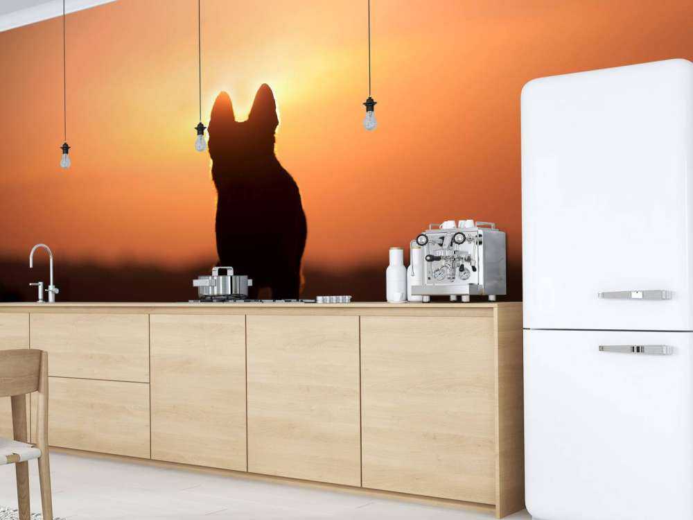 Hond bij zonsondergang