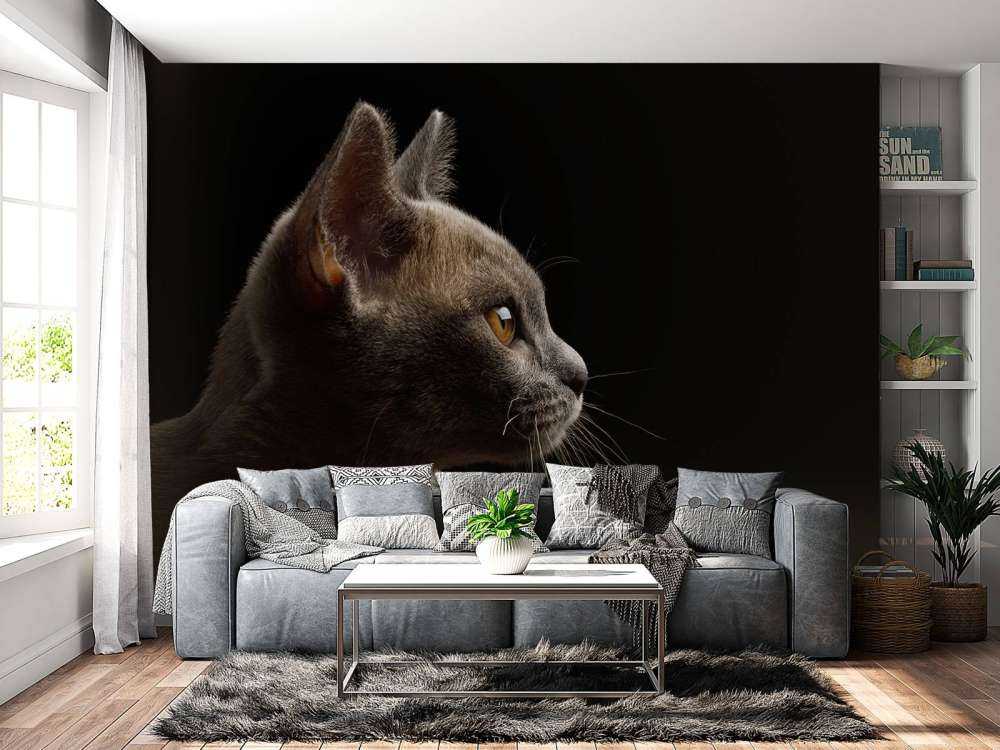 Schattig katje met een zwarte achtergrond