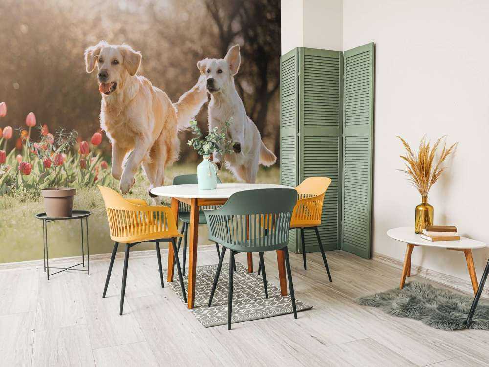 Honden in een parkje