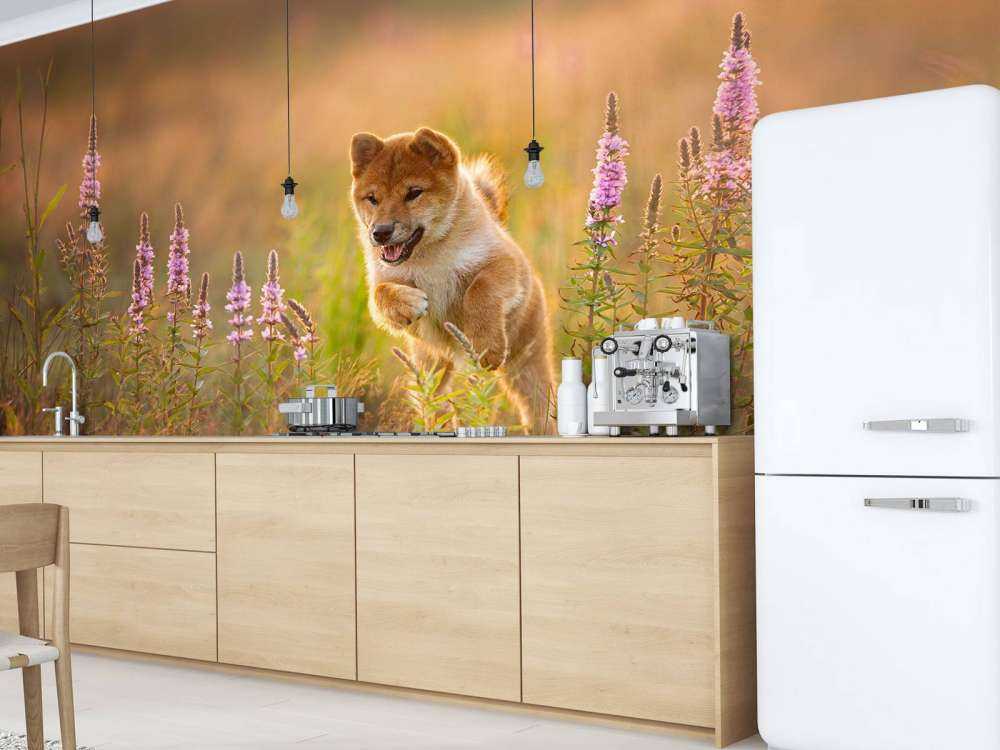 Shiba Inu in het veld