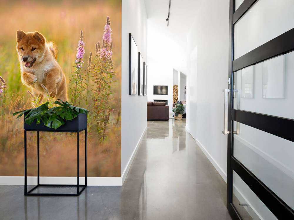 Shiba Inu in het veld