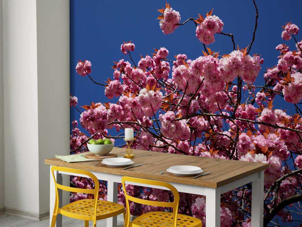 Roze bloesem met blauwe lucht