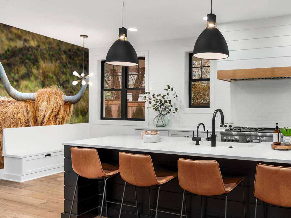 Schotse Hooglander in het veld