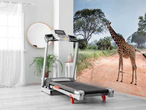 Verbaasde giraffe