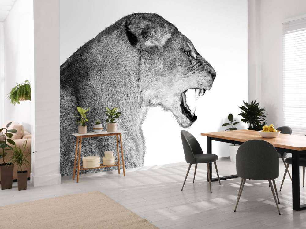 Lioness side view white