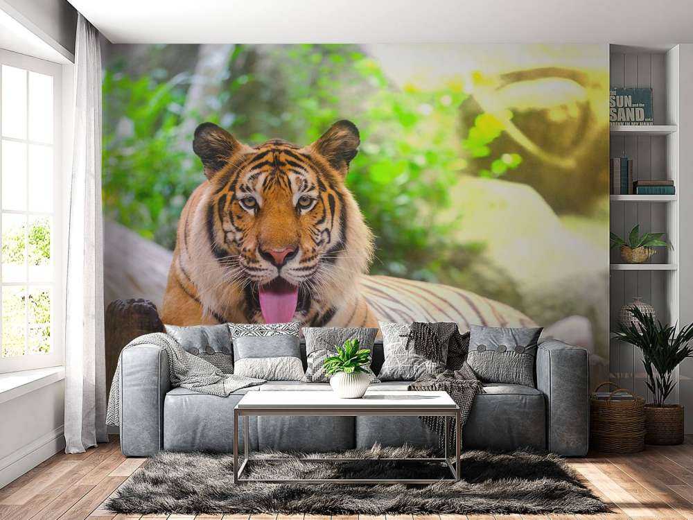 Siberische Tijger steekt tong uit