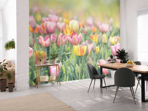 Kleurrijke tulpen
