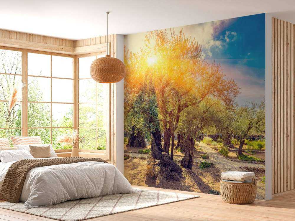 De Gethsemane olijven boomgaard bij zonsopkomst